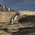 Penguin loop