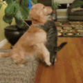 Dogs and cats can get along