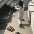 tortoise feeding frenzy