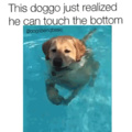 water doggo