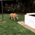 Man spooks tiger