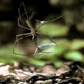 How a spider catches its prey