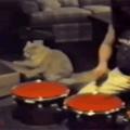 Kitty drum solo