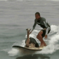 Cabrito surfista