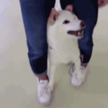 Doggo walker