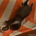 Lazy otter