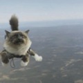 He may use up all nine lives but he will land on his feet!