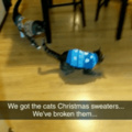 Kitty.exe has stopped working (also Merry Christmas memedroid <(n.n)>)