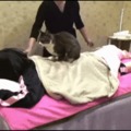 gato masaje