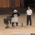 Panda maromba