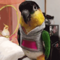 Gangsta parrot