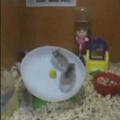 MY NAME IS RHINO, AND I'M THE FASTEST HAMSTER ALIVE