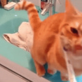 cat brushes it's teeth