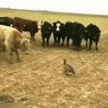 do NOT fuck with geese they are CRAZY
