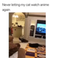 weeb catto