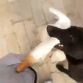 Dog saves owner from vicious animal attack :)