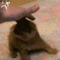 ninja cat fight all the stik man