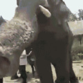Even elephants don't like iPhones