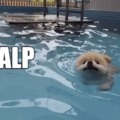 The doggo needs “HaLp” 