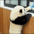 Panda tryna escape