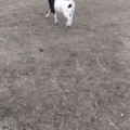 Goat.exe has stopped working
