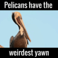pelicanos e seu bocejo estranho
