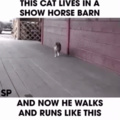 cat thinks he is a horse
