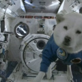 Space doggo