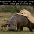 hippo DGAF