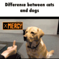 Doggo vs cat