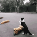 Un saute chien
