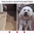 adoption matters