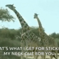 learn from the giraffes