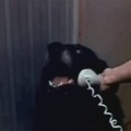 Hello …. yes, this is doggo 