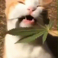 Snoop Cat