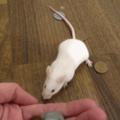 Smart rat