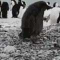 Pinguim satãnico