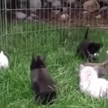 kittens raised with rabbits learn to mimic their behavior