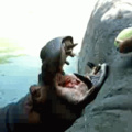 Hippos love watermelon