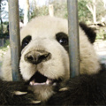 Panda wants a kiss