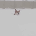 corgi in the snow
