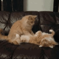 Happy Friday Everyone - go get a cat massage