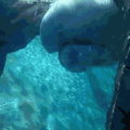 Polar bear dribbling