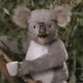 Who punches a koala in the face