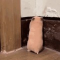 Scaredy hamster