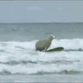 The sheep surfs better than me