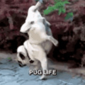 pug life
