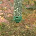 Squirrel proof bird feeder