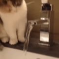 Cat with a drinking problem