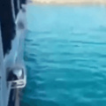 Sailor earns new call sign: Shark Bait